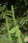 Yellow giant hyssop